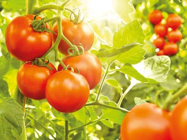 Reife Tomaten an der Tomatenpflanze.