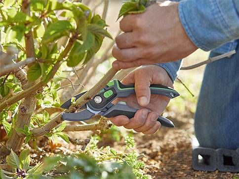Gartenschere und Heckenschere zum Beschneiden von Büschen.