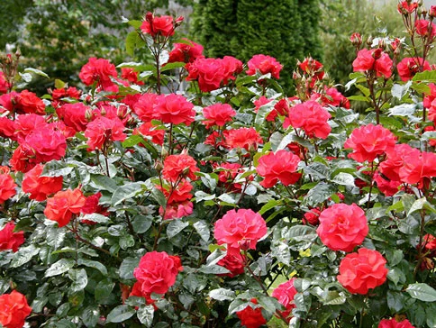 Ein üppiger Strauch mit roten Rosen.