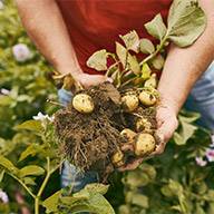 Ein Bauer hält frisch geerntete Kartoffeln mit Erde und Pflanzen.