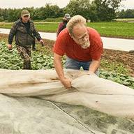 Landwirte entfernen eine Schutzabdeckung von Feldfrüchten.