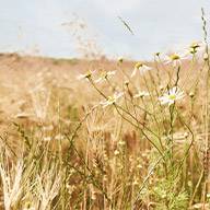 Wildblumen und Getreideähren auf einem Feld.