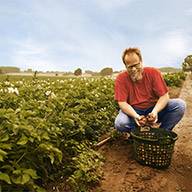 Bauer begutachtet frisch geerntete Kartoffeln auf dem Feld.
