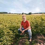 Ein Mann erntet Kartoffeln auf einem Feld.
