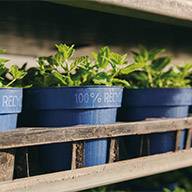 Mehrere kleine Pflanzen in blauen, recycelten Töpfen auf einem Regal.