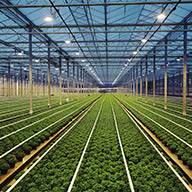 Ein Gewächshaus mit Reihen von grünen Pflanzen.