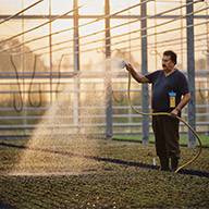 Ein Gärtner bewässert Setzlinge in einem Gewächshaus.