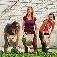 Drei Frauen ernten Kräuter in einem Gewächshaus mit speziellen Erntesäcken.