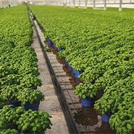 Basilikumpflanzen in Reihen in einem Gewächshaus.