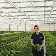 Frau in Gewächshaus mit Basilikumpflanzen.