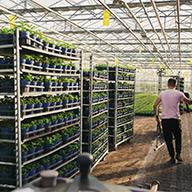 Gewächshaus mit Pflanzen auf Rollregalen.
