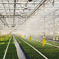 Bewässerungssystem in einem Gewächshaus mit Reihen von Pflanzen.