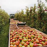 Äpfel in Kisten werden auf einem Feld geerntet.