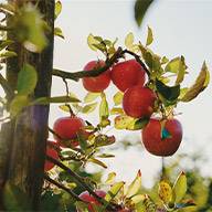 Rote Äpfel hängen an einem Apfelbaum.