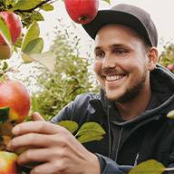Ein lächelnder Mann pflückt Äpfel von einem Apfelbaum.