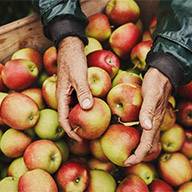 Äpfelernte: Hände sortieren frische Äpfel in einer Holzkiste.