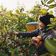 Eine Frau erntet Äpfel von einem Baum.