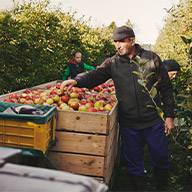 Ein Mann füllt eine Holzkiste mit Äpfeln auf einem Obstbauernhof.