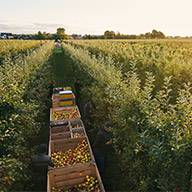Äpfelernte auf einer Obstplantage:  Holzbehälter voller Äpfel werden zwischen den Bäumen transportiert.