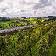 Apfelplantage mit Reihen von Apfelbäumen auf einem grünen Feld.