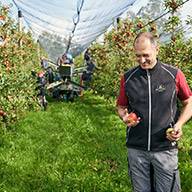 Apfelbauer inspiziert Äpfel unter einem Schutznetz während der Ernte.
