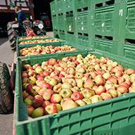 Grüne Plastikkisten voller Äpfel auf einem Anhänger.