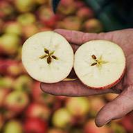 Zwei Apfelscheiben in der Hand vor einem Hintergrund aus Äpfeln.