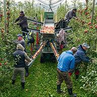 Apfelernte mit mobilem Förderband in einem Obstgarten.