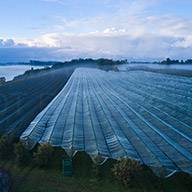 Apfelplantage mit Folienschutz.