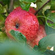 Rote Äpfel mit Wassertropfen hängen an einem Apfelbaum.