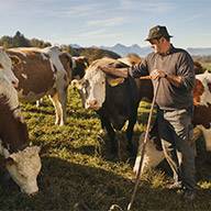 Bauer mit braunen und weißen Kühen auf der Weide.
