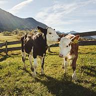 Zwei junge Kühe auf einer grünen Weide vor Bergen.