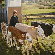 Bauernhof mit Kälbern und einer Frau.