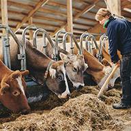 Bauernhofarbeiterin füttert eine Reihe von Kühen mit Heu.