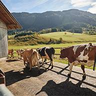 Kühe auf einem Bauernhof in den Bergen.