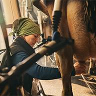 Eine Bäuerin melkt eine Kuh in einem modernen Melkstand.