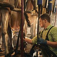 Milchbauer melkt Kühe in einem modernen Melkstand.