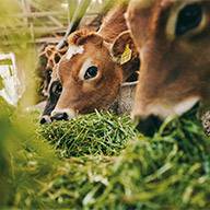 Jungtiere fressen frisches Gras.