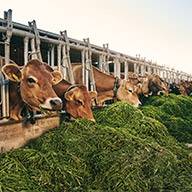 Braune Kühe fressen Gras in einem Stall.