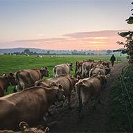 Eine Herde brauner Kühe geht bei Sonnenaufgang über einen Feldweg.
