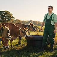 Bauer mit Jersey-Kühen auf der Weide.