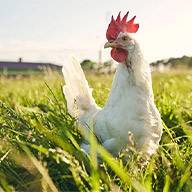 Ein weißes Huhn mit rotem Kamm grast auf einer grünen Wiese.