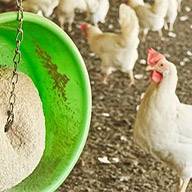 Hühnerfutter in grünem Napf mit Hühnern im Hintergrund.