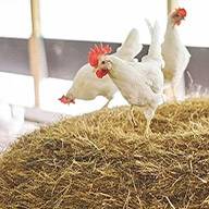 Drei weiße Hühner auf einem Heuhaufen.