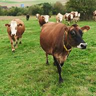 Braunvieh-Kühe grasen auf einer grünen Weide.