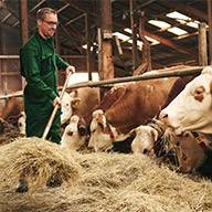Bauer füttert Rinder mit Heu im Stall.
