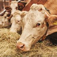 Eine Kuh frisst Heu im Stall.