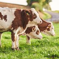 Drei junge, rot-weiße Rinder grasen auf einer grünen Weide.