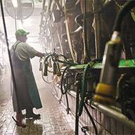 Milchbauer in einem modernen Melkstand.