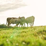 Drei Kühe grasen auf einer grünen Weide.